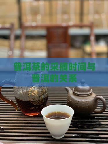 普洱茶什么时候开始摘茶叶