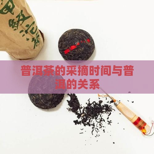 普洱茶什么时候开始摘茶叶