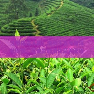海鲜不宜与普洱茶同喝的茶