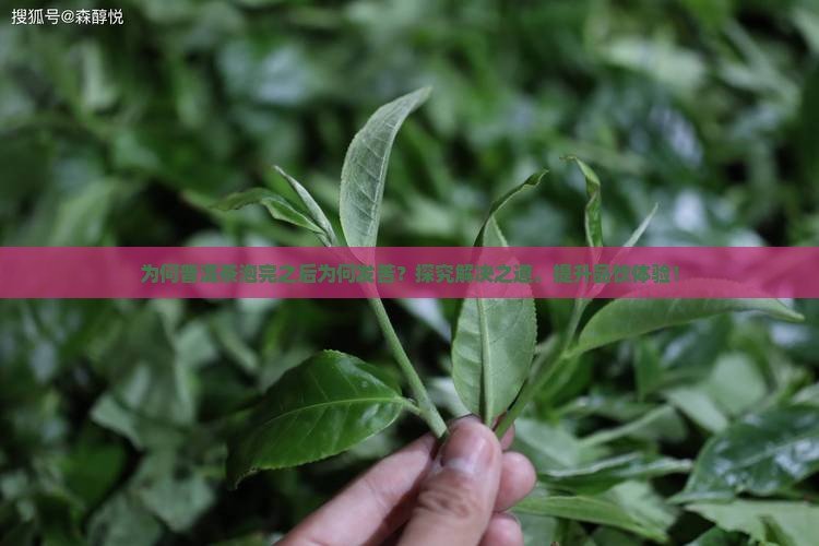 普洱茶泡完之后发苦