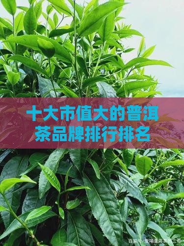 市值最大的普洱茶品牌排名