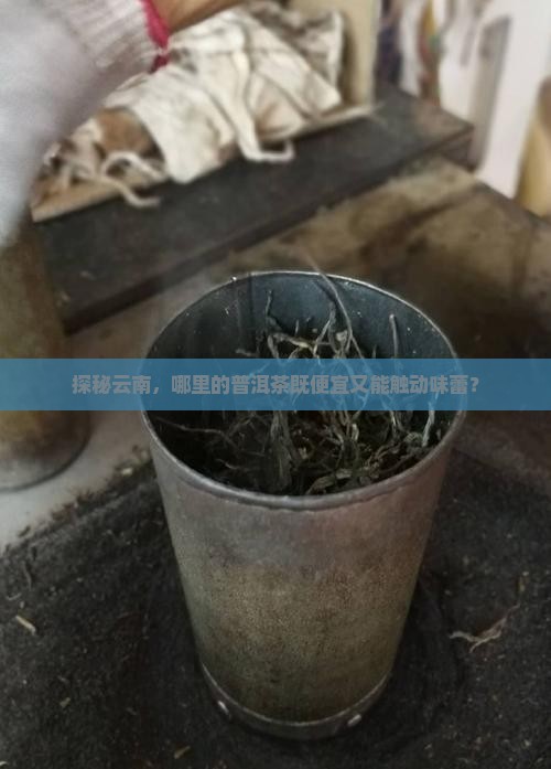 去云南哪里买普洱茶便宜