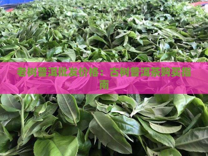 老树普洱茶怎么购买