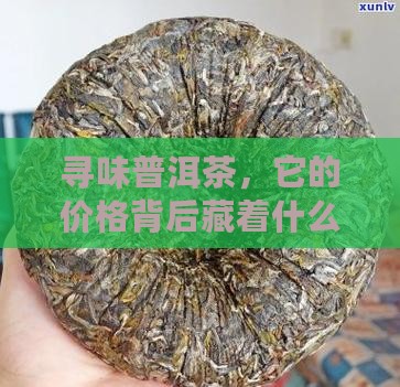 寻味普洱茶多少钱