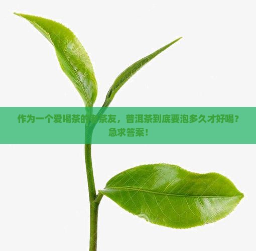 普洱茶冲泡时间多久