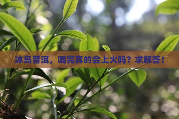 冰岛普洱茶上火吗 冰岛普洱茶上火吗