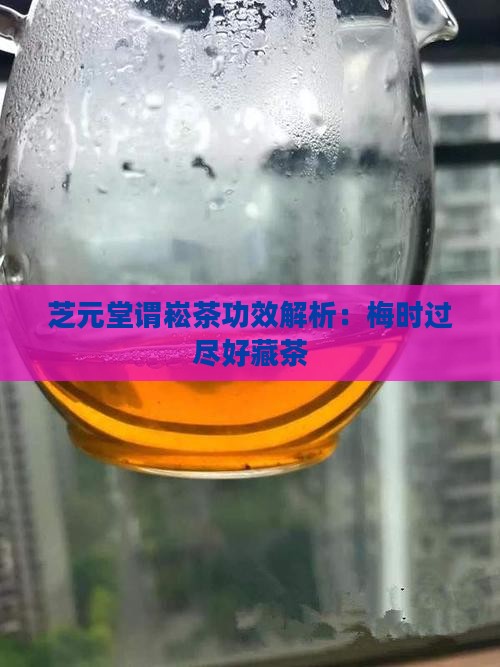 芝元堂谓崧茶功效梅时过尽好藏茶