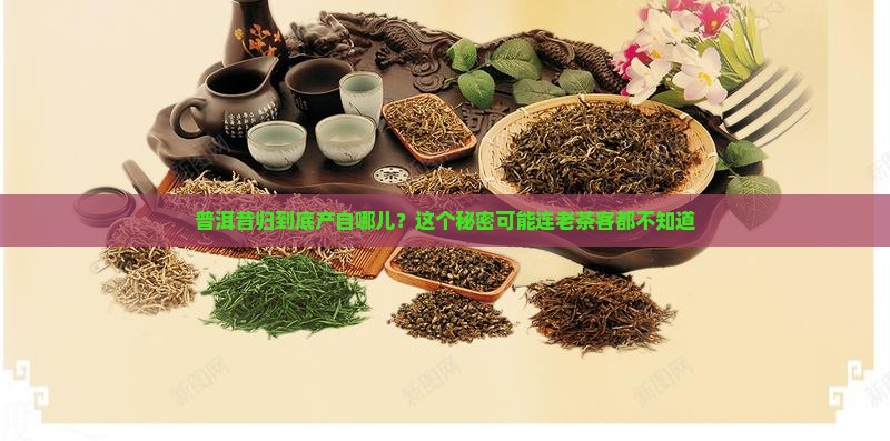 普洱昔归是哪里的茶