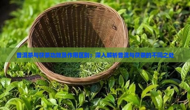 普洱茶和茯茶的功效
