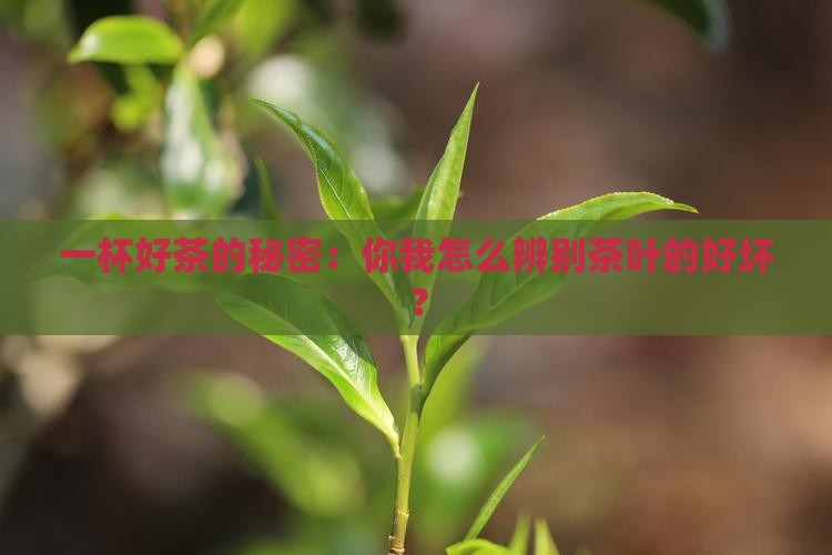 茶叶质量怎么看