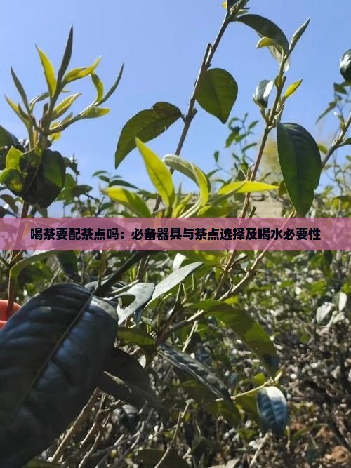 喝茶要配茶点吗