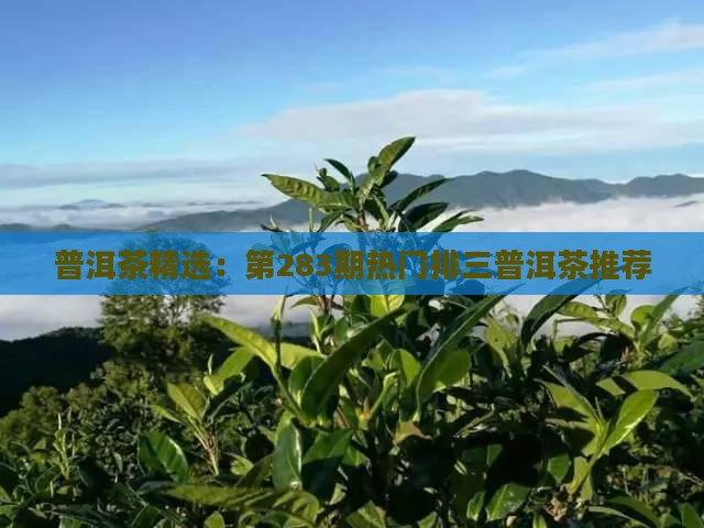 283期排三普洱茶推荐 283期排三普洱茶推荐