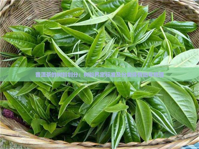 普洱茶的树龄划分