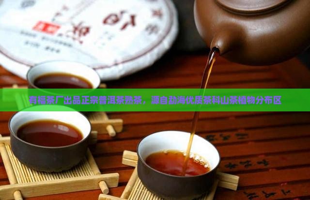 有福茶厂普洱茶熟茶