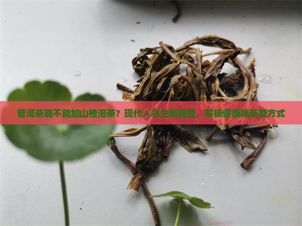 普洱茶能不能加山楂泡茶