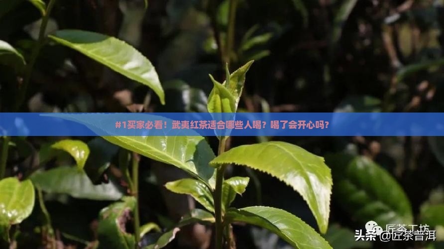 武夷红茶适合什么人喝