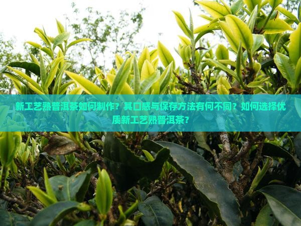 新工艺熟普洱茶