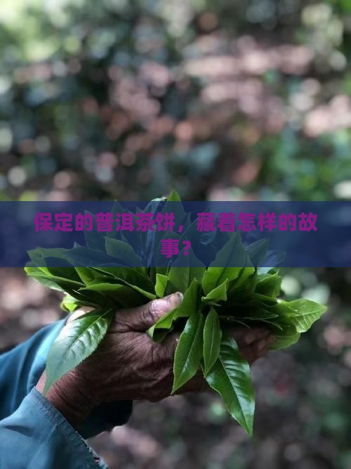 保定普洱茶饼茶