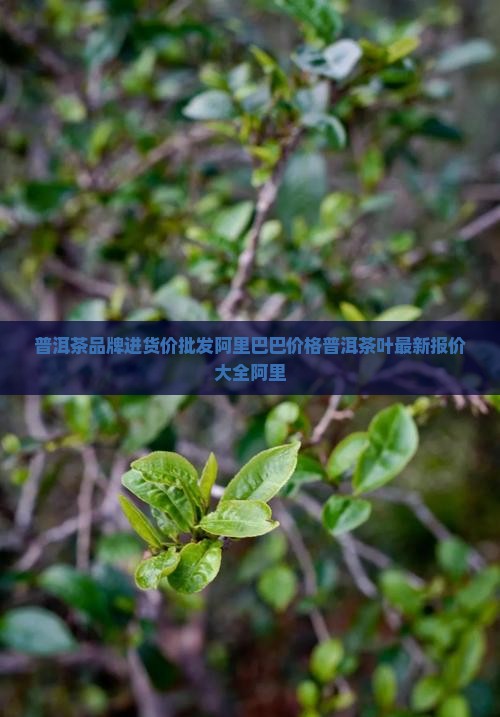 普洱茶品牌进货价