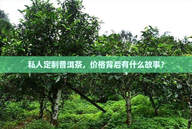 普洱茶私人定制价格表