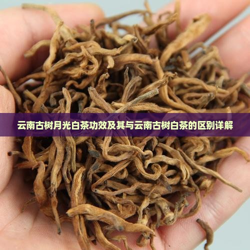 云南古树月光白茶功效