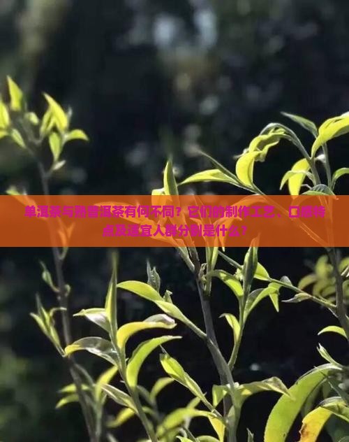单洱和熟普洱茶的区别