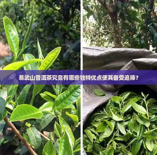 易武山普洱茶优点