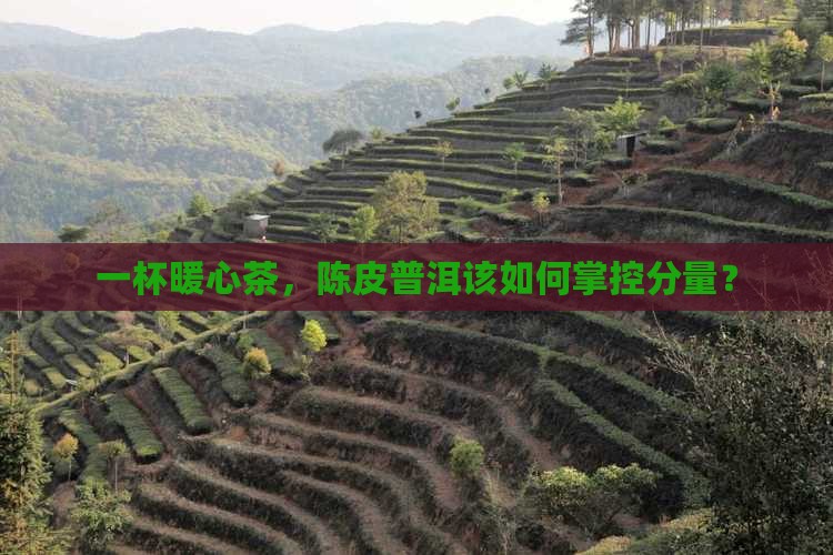 陈皮普洱茶的用量