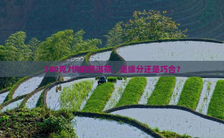 普洱茶380克7饼