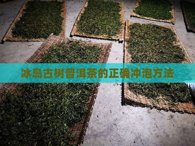 冰岛小树茶如何喝