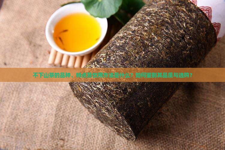 不下山是什么茶