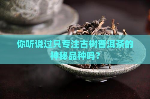 专做古树普洱茶的品种