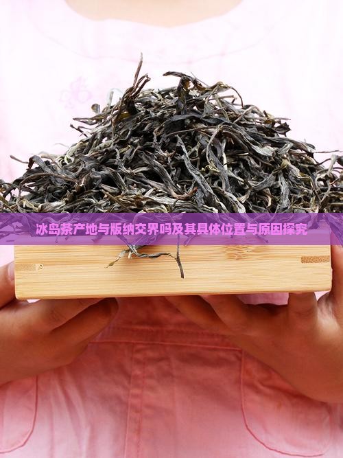 冰岛茶产地与版纳交界吗
