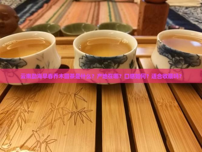 云南勐海早春乔木圆茶