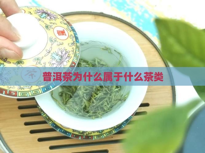 普洱茶称为什么茶类多