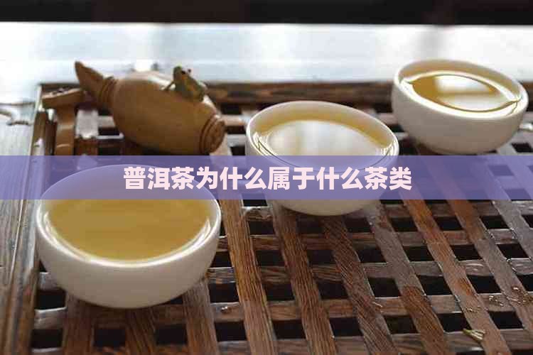 普洱茶称为什么茶类多