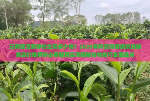 云南普洱茶静怡生茶多少钱