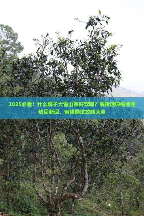 什么牌子大雪山茶好饮呢