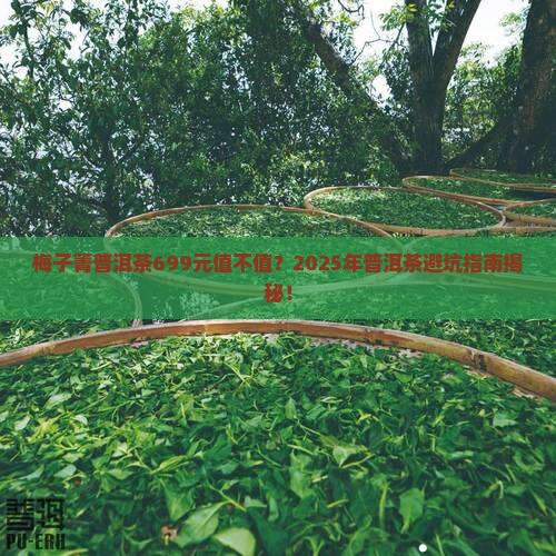梅子箐普洱茶699元