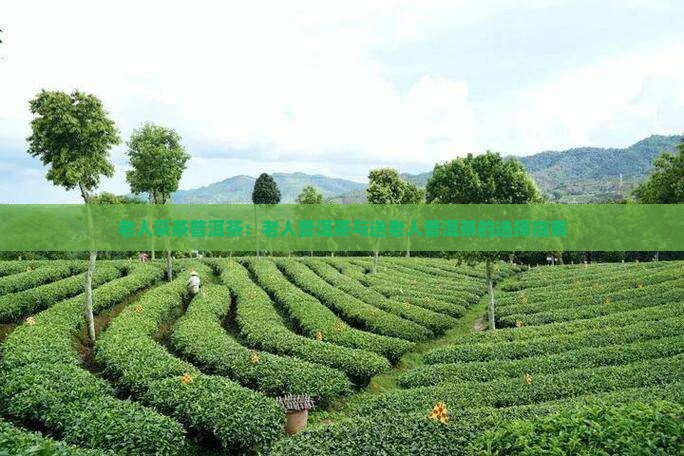 老人采茶普洱茶