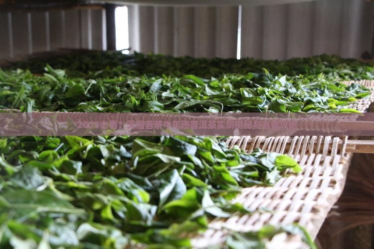 天福茗茶牛年熟普洱茶