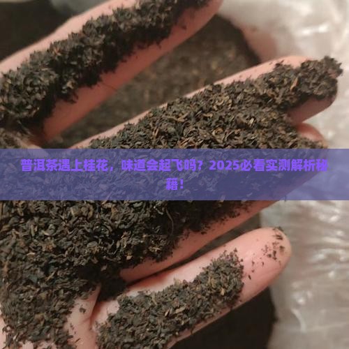 普洱茶和桂花能一起泡吗