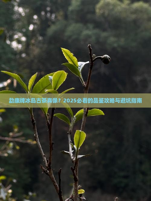 勐康牌冰岛古茶