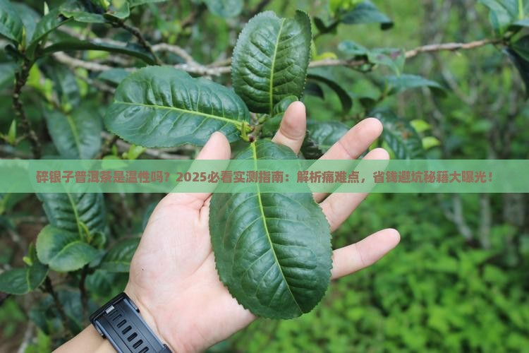 碎银子普洱茶是温性吗