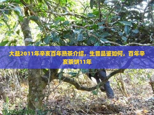 大益2011年辛亥百年熟茶