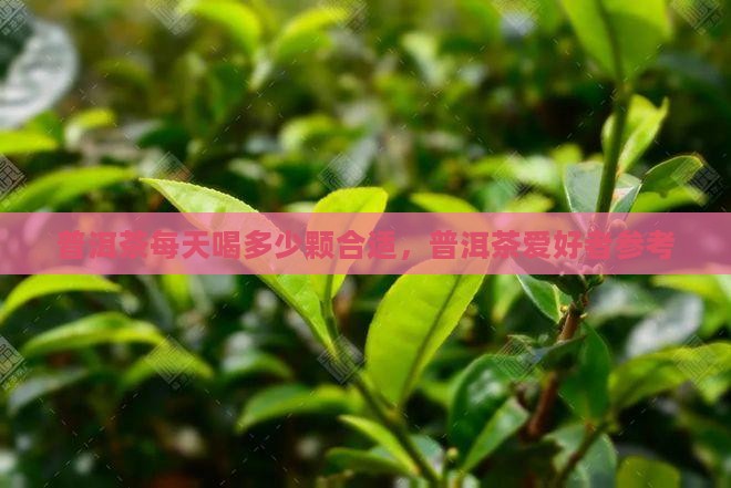 熟普洱茶一般每人每天几颗