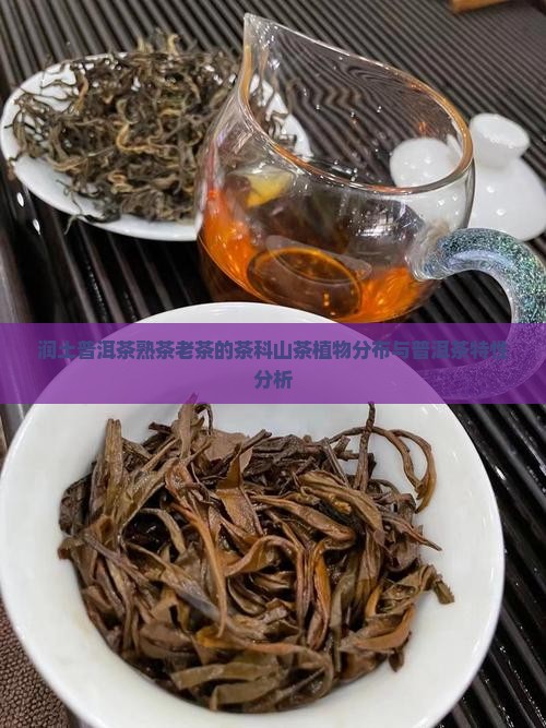 润土普洱茶熟茶老茶