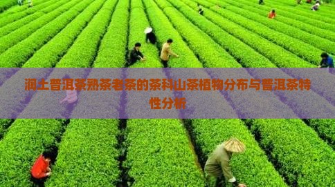 润土普洱茶熟茶老茶