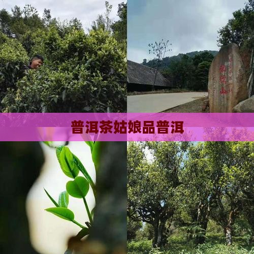 江西姑娘普洱茶