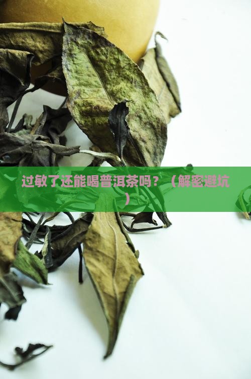 过敏普洱茶能喝么